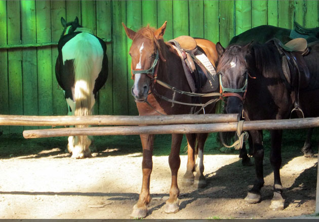 județul Suceava © Lucian SPETCU, 18 Septembrie 2011