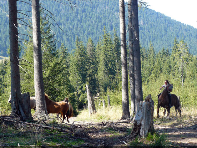 județul Suceava © Lucian SPETCU, 18 Septembrie 2011