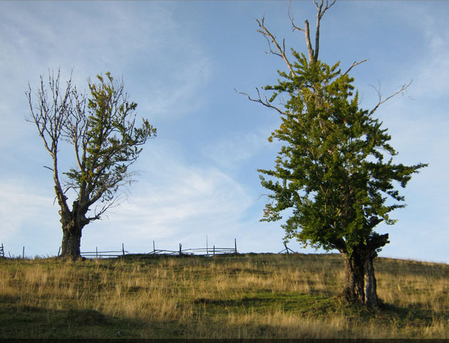 județul Suceava © Lucian SPETCU, 18 Septembrie 2011